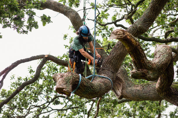 Best Arborist Consultation Services  in Renova, MS