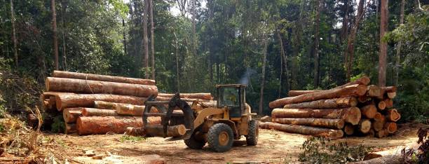 Best Tree Removal  in Renova, MS