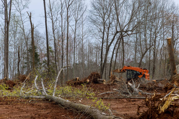 Best Tree Mulching  in Renova, MS