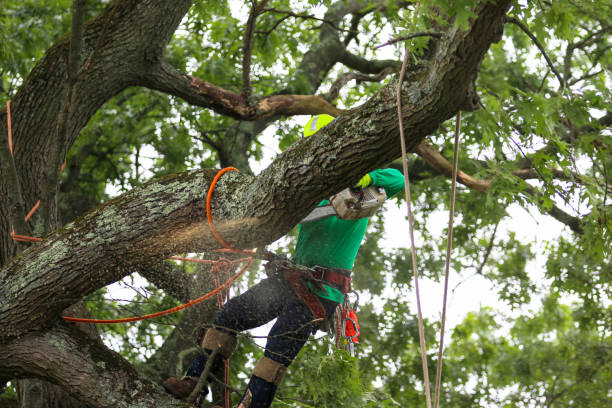 Lawn Maintenance Plans in Renova, MS