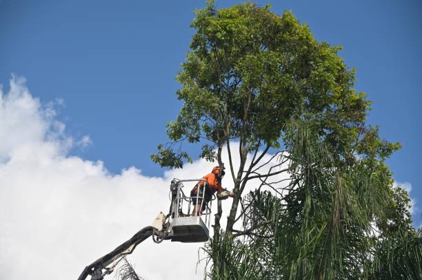 Renova, MS Tree Care Company