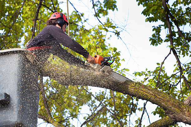 Best Tree Maintenance Programs  in Renova, MS
