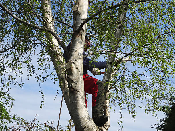 Best Tree Cabling and Bracing  in Renova, MS