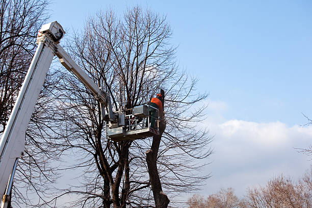 Best Root Management and Removal  in Renova, MS