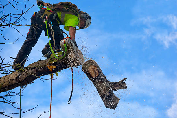 Best Stump Grinding and Removal  in Renova, MS
