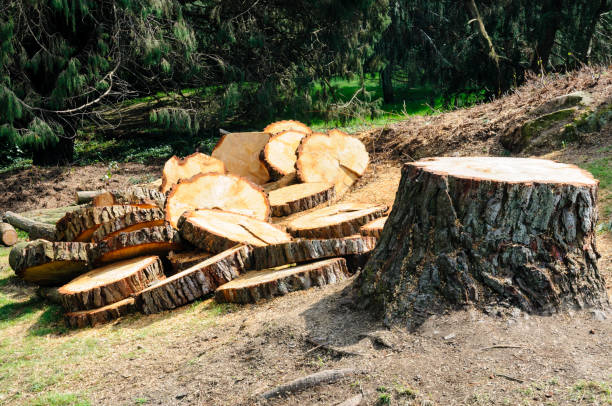 Best Firewood Processing and Delivery  in Renova, MS
